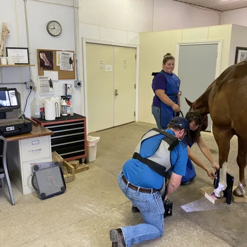Veterinarians conducting an x-ray on a horse